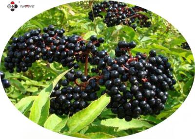 China 1% Anthocyanidin Antioxidant Sambucus Elderberry Extract for sale