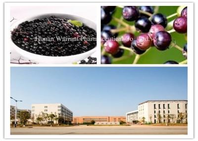 China Black Pharmaceutical Grade Elderberry Extract Powder for sale