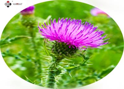 China Brown Powder 60% Silymarin Milk Thistle Extract for sale