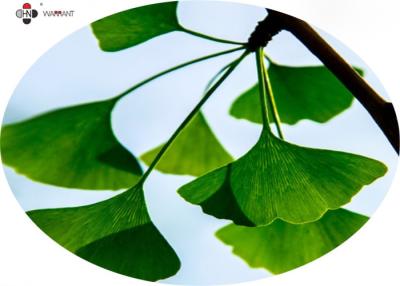 Chine Extrait de Ginkgo Biloba de flavonoïdes de 24% à vendre