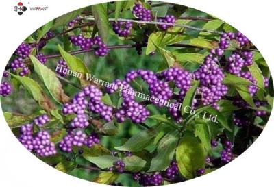 China Skin Diseases Treatment 30% Flavones CALLICARPA JAPONICA Extract DML、GMP for sale