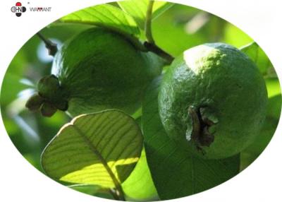 China Feines Pulver-Antistrahlungs-Guajava-Frucht Auszug zu verkaufen