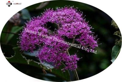 Китай Выдержка macrophylla Callicarpa   Флавоны выдержки 20%-30% kwangtungensis Callicarpa полные продается