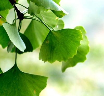 Chine Flavonoïdes de l'extrait de Ginkgo Biloba 24% de GMP Brown pour le festin cardio-vasculaire à vendre