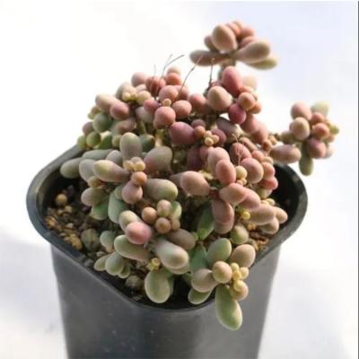 China Wholesale Garden Home Living Succulent Plants Succulent Plant for sale