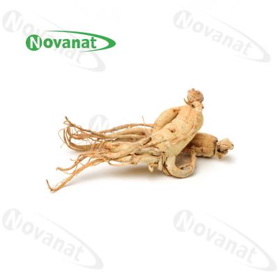 China Dry Ginseng Root Organic Dried Herbs  / Clean Label for sale