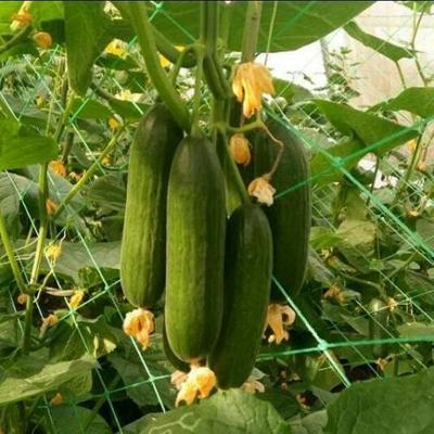 China Cucumber Bitter Gourd Plant Support Vegetable Protective Climbing Trellis Netting for sale