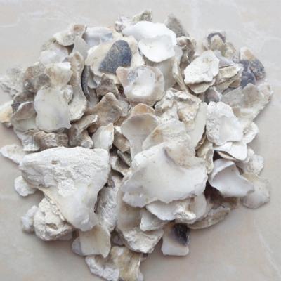 China Sale Good Quality Dry Hot Gould Kulit Tiram Concha Ostrea d'Ostrea de Crosse de talienwhanensis Thunberg de gigas d'Ostrea for sale