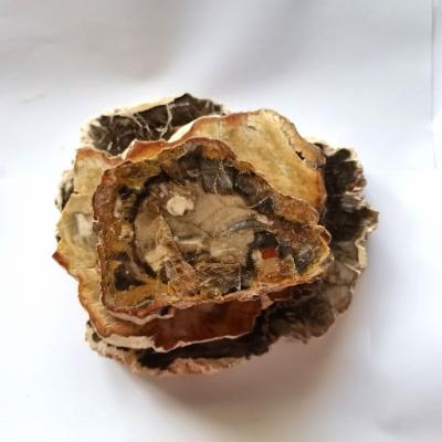 China China Wholesale Natural Polished Wood Fossil Panel Rough Stone Specimens Petrified Wood Scrap Decoration for sale