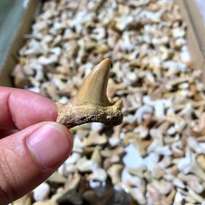 China China For Sale Natural Mineral Specimen Shark Tooth Fossil for sale