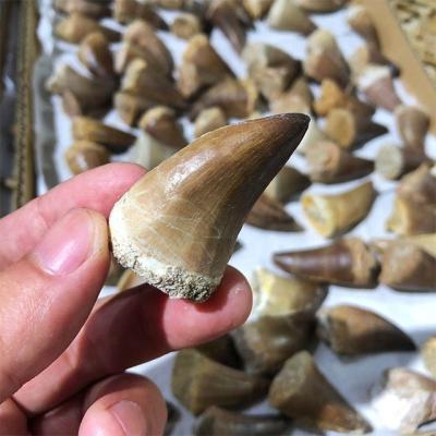 China China Natural Tooth Mosasaur Rock Fossil Stone Specimen For Sale for sale