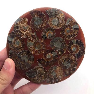 China China 100% Natural Crystal Ammonite Slice Coaster Fossil Gemstone Round Dish for sale