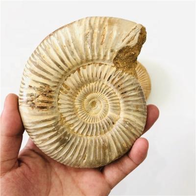 China Wholesale Natural Conch Crystal Specimen Africa Snail Stone Ammonite Fossil Fossil for sale