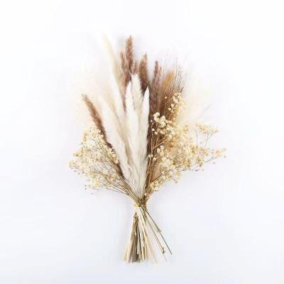 China Gift Yunnan Hot Sale Dried Flowers Natural Pampas Grass For Wedding Flower Arrangements Home Decoration for sale