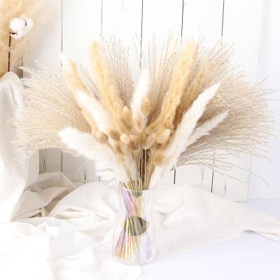 China Gift Pampas White Color Dried Small Large Large Natural Pampas Grass Bouquet For Wedding Flower Arrangements Home Decor for sale