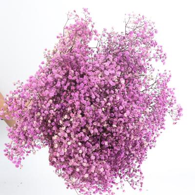 China Real Gypsophila Paniculata Flowers Natural Baby's Breath Decorative Dry Preserved Gypsophila 2022 Various Colors Flowers Factory Wholesale for sale