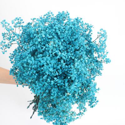 China Real Gypsophila Paniculata Flowers Plant Wholesale Natural Preserved Gypsophila Paniculata Bouquet Baby's Breath Dry Flower High Quality for sale