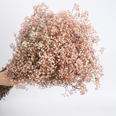 China Real Gypsophila Paniculata Flowers Dry Flowers Wholesale Preserved Eternal Everlasting Purple Gypsophila Baby's Breath Babies Breath Wedding Decor for sale