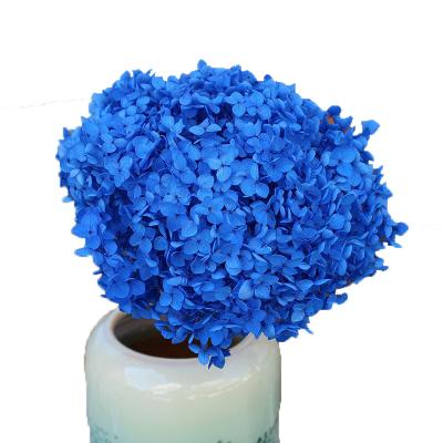 China High quality green environmental protection real touch flower preserved large fluffy hydrangea with large stem leaf hydrangea for sale