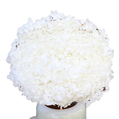 China Environmental Protection Green Immortal Hydrangea White Preserved Fresh Flower Forever Colorful Durable Hydrangea With Stems Preserve-Hydrangea for sale