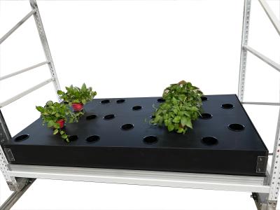 China 40 Site Aeroponic Hydroponic Growing Boxes Tomato Hydro Grow System for sale