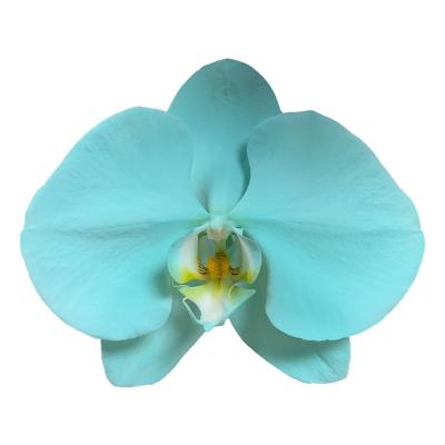 China Spray Turquoise Orchid Phalaenopsis 11-12CM Manufacturer Well Made High Quality Cut Flowers for sale