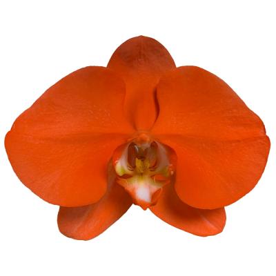 China Manufacturers supply 11-12CM Bulk Orangutan Orangutan Orchids Spray Butterfly Fresh Cut Flowers for sale