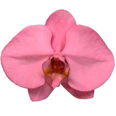 China Manufacturers supply Taiwan Orchid Cut Flower Fresh Christmas Red Phalaenopsis 11-12CM for sale