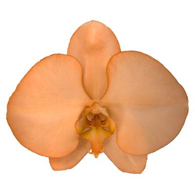 China Manufacturer Well Made Taiwan Halloween Orange Orchids Fresh Cut Flowers 11-12CM for sale