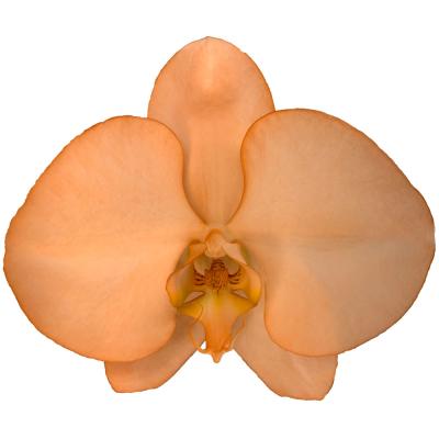 China Many Hot Selling Fresh Cut Flowers Phalaenopsis Flower Decorative Orchids From Taiwan 11-12CM for sale