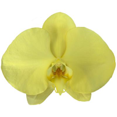 China The Best Wholesale Commercial Yellow Phalaenopsis Orchid Fresh Cut Flowers 11-12CM for sale