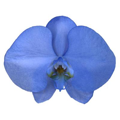 China Manufacturer Custom Wholesale Taiwan Fresh Cut Flower Penguin Blue Phalaenopsis 11-12CM for sale