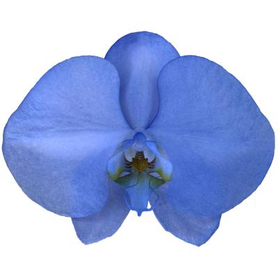 China Customizable Fresh Designed Phalaenopsis 11-12CM Blue Penguin Phalaenopsis Cut Flowers for sale