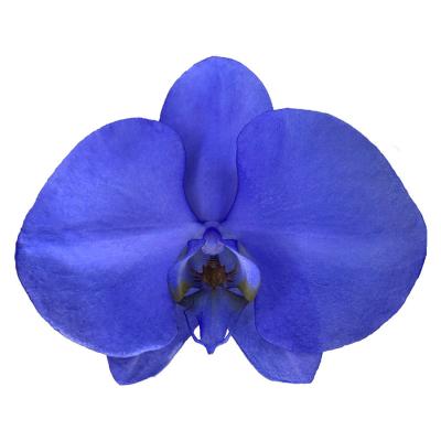 China High Quality Phalaenopsis Orchid Indigo Lake Ice Fresh Cut Flowers Suitable For Family Wedding Decoration 11-12CM for sale