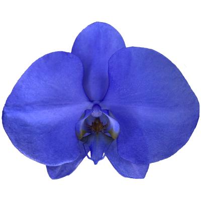 China Factory Direct Sale Fresh Cut Flowers Orchid Ice Lake Indigo Color Phalaenopsis For Table Decoration 11-12CM for sale