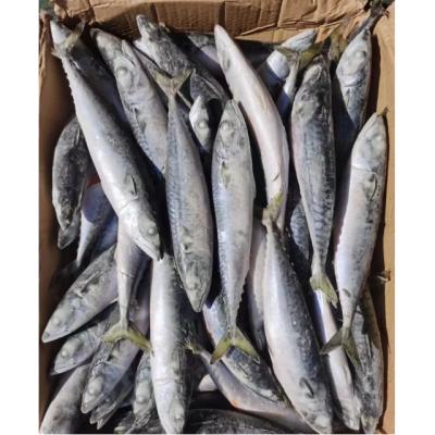 China Promotional Wholesale Pacific Mackerel SeaFrozen Fast Delivery All Size 150-200g for sale