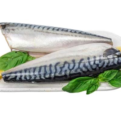 China New Directed Frozen Processing Gutted (HGT) Pacific Tailed Mackerel 150g+ for sale