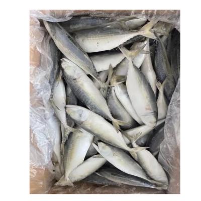 China High Quality FROZEN Indian Mackerel Fish Whole Round For Sale for sale