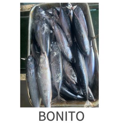 China Wholesale Frozen Seafrozen Competitive Bonito Tuna Bait from NATURE BOINTO for sale