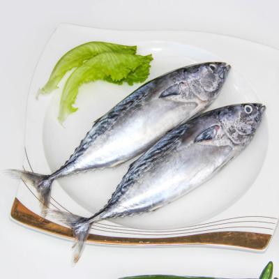 China Wholesale High Quality NATURE WR Frozen Bonito For Sale for sale