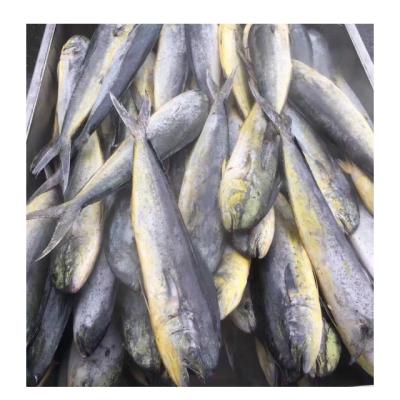 China NATURE Seafrozen Fresh Fish Mahi Mahi Fresh Fish Frozen Whole Round Wholesale Prices for sale