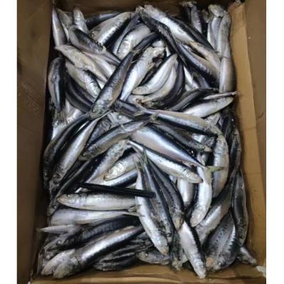 China Wholesale High Quality FROZEN Pacific Sardine for sale