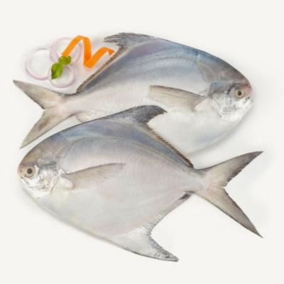 China NATURE Good Quality IQF Ribbon Pompano Damselfish Fish Wholesale Promotional Frozen Sea Fish for sale