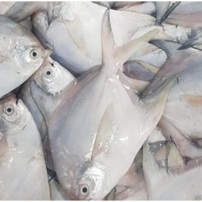 China NATURE Ribbon Pompano Damselfish Fish Promotional Wholesale Good Quality for sale