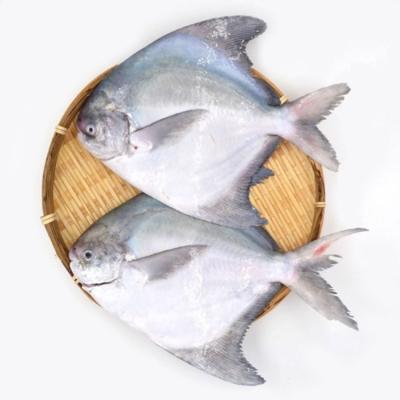 China NATURE DELIVERY Factory Price Good Quality Pompano Pompano Damselfish Sliver Fish Quick Frozen Sea Fish for sale