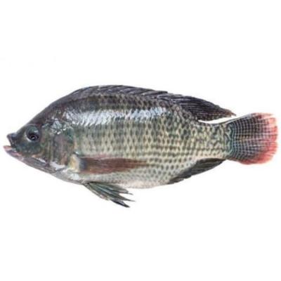 China Good Qulilty Factory Supply JELLY Fast Delivery Seafood Whole Round Frozen Tilapia Fish For Hotel for sale