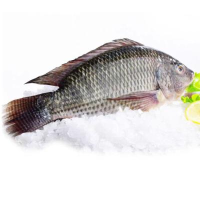 China Competitive Price JELLY Wholesale Promotional Whole Round Frozen Tilapia Fish For Hotel for sale