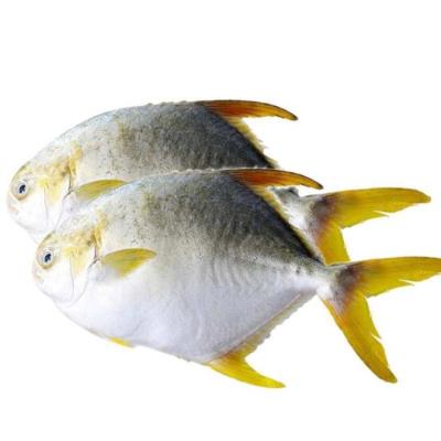 China Good Quality IQF Pompano Damselfish Fish FROZEN Promotional Frozen Golden Seafood For Restaurant for sale