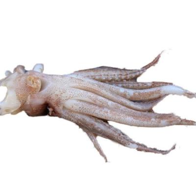 China Promotional Hot Sale Supplier in China Seafood Gaint Squid Jelly Head for Southeast Asian Counties Squid Head for sale