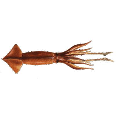 China Argentina Illex whole squid wholesale frozen sea product reasonable prices for sale Illex frozen squid for sale